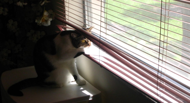 Cat looking through metal blinds in Southern California.